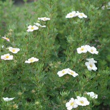 Potentilla fruticosa 'Pink Beauty' (035577)