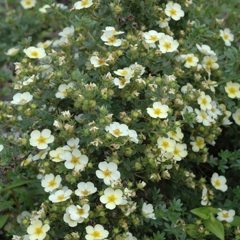 Potentilla fruticosa 'Primrose Beauty' (035578)