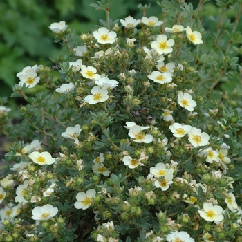 Potentilla fruticosa 'Primrose Beauty' (035579)