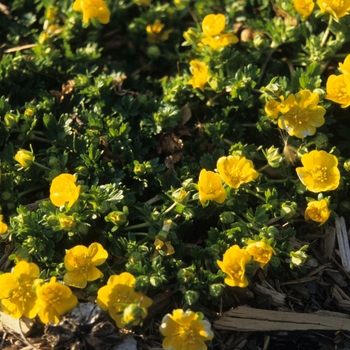 Potentilla neumanniana (verna) 'Nana' (035580)