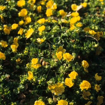 Potentilla neumanniana (verna) 'Nana' (035581)