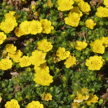 Potentilla neumanniana (verna) 'Nana' (035582)