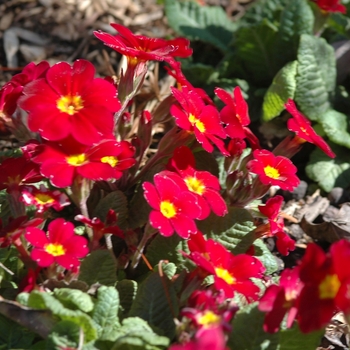 Primula 'Alejandra' (035584)