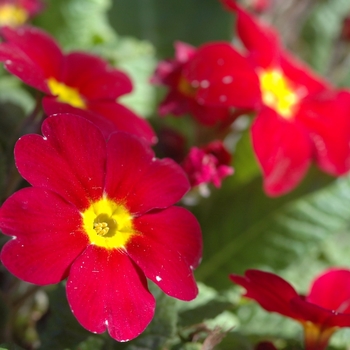 Primula 'Alejandra' (035585)