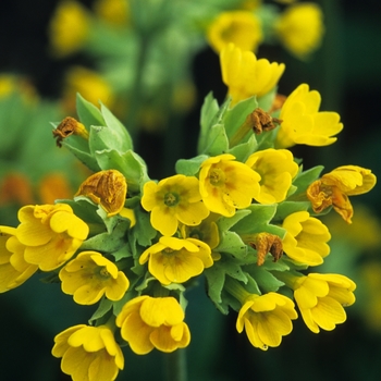 Primula veris '' (035587)