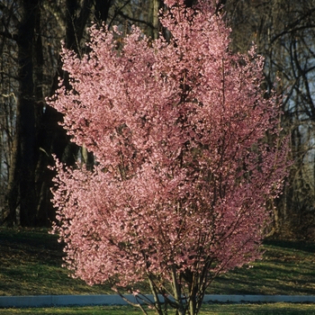 Prunus x incamp 'Okame' (035590)