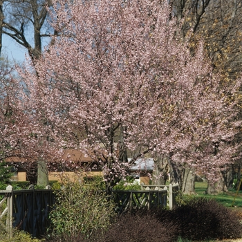 Prunus cerasifera '' (035596)