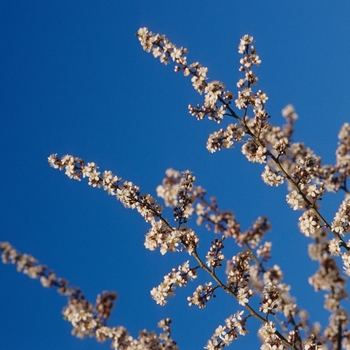 Prunus cerasifera '' (035600)