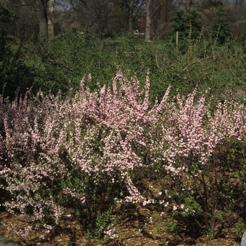 Prunus glandulosa 'Rosea Plena' (035603)