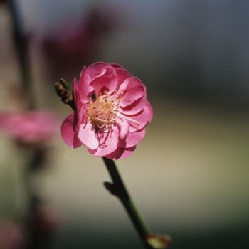 Prunus mume 'Kobai' (035606)