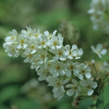 Prunus padus var. commutata '' (035607)