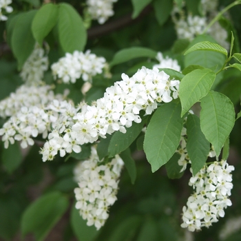 Prunus padus var. commutata '' (035608)