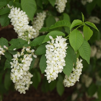 Prunus padus var. commutata '' (035609)