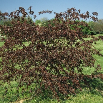 Prunus 'Pink Cascade®' (035620)