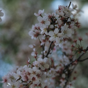 Prunus sargentii '' (035621)