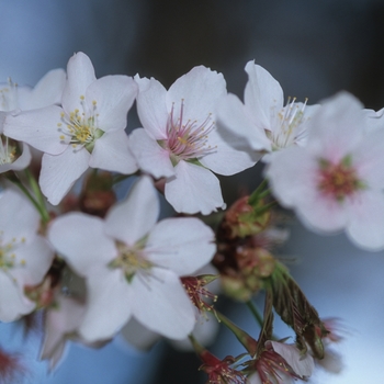 Prunus sargentii '' (035622)