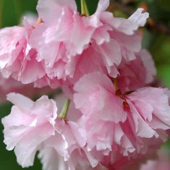 Prunus serrulata 'Kwanzan' (035629)