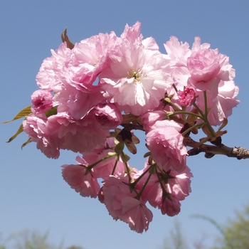 Prunus serrulata 'Kwanzan' (035631)