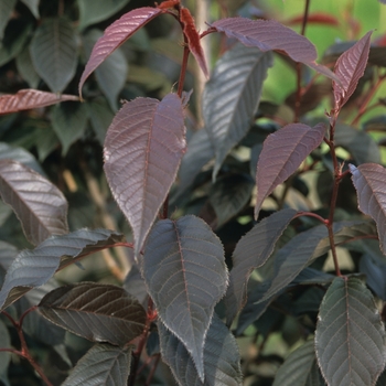 Prunus serrulata 'Royal Burgundy' (035633)