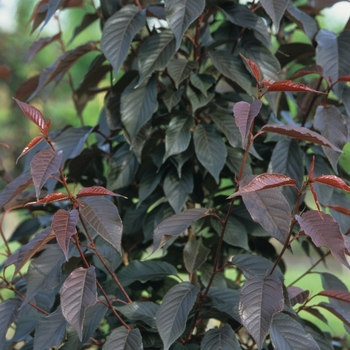 Prunus serrulata 'Royal Burgundy' (035634)