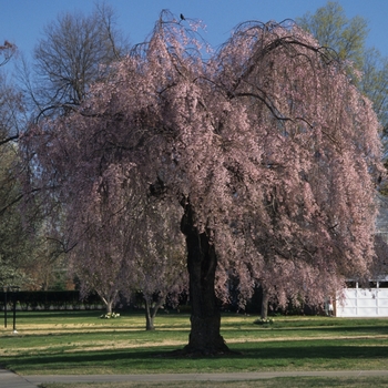 Prunus serrulata '' (035635)