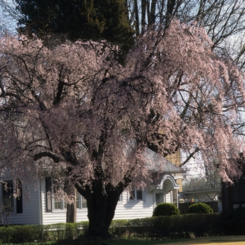 Prunus serrulata '' (035636)