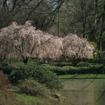 Prunus subhirtella 'Pendula Flora Plena' (035639)