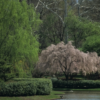 Prunus subhirtella 'Pendula Flora Plena' (035640)