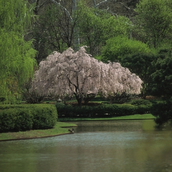 Prunus subhirtella 'Pendula Flora Plena' (035641)