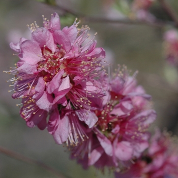 Prunus tomentosa '' (035655)