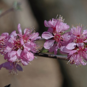 Prunus tomentosa '' (035656)