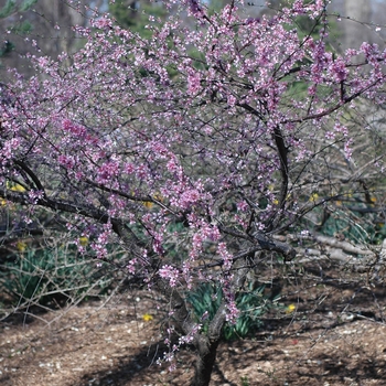 Prunus tomentosa '' (035658)