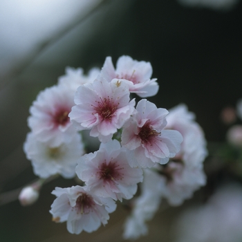 Prunus x 'Hally Jolivette' (035662)