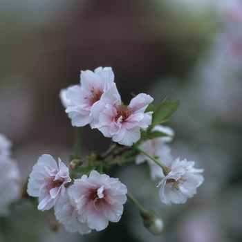 Prunus x 'Hally Jolivette' (035663)