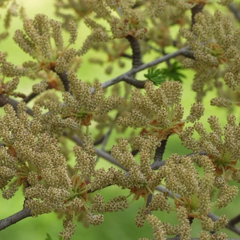 Pseudolarix kaempferi '' (035695)