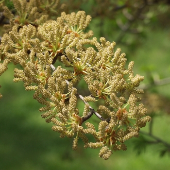 Pseudolarix kaempferi '' (035696)