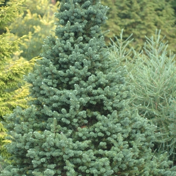 Pseudotsuga menziesii '' (035704)