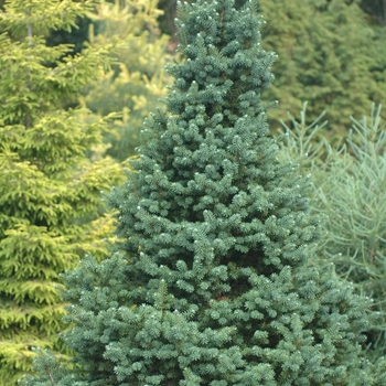 Pseudotsuga menziesii '' (035705)