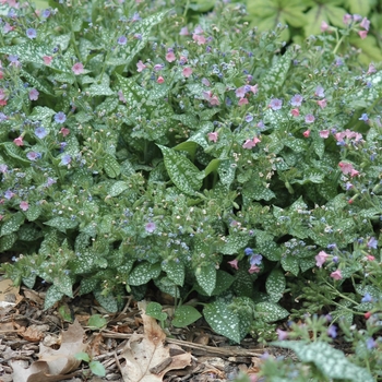 Pulmonaria saccharata 'Mrs Moon' (035717)