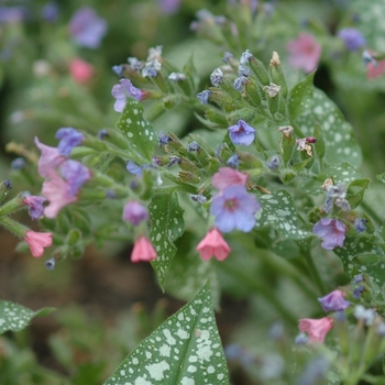 Pulmonaria saccharata 'Mrs Moon' (035718)