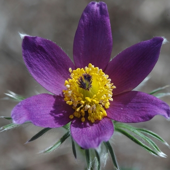 Pulsatilla vulgaris '' (035719)