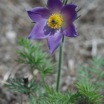 Pulsatilla vulgaris '' (035720)