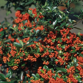 Pyracantha angustifolia 'Gnome®' (035730)