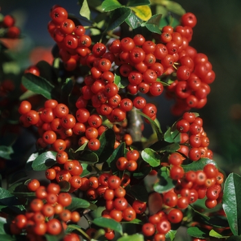 Pyracantha angustifolia 'Gnome®' (035731)