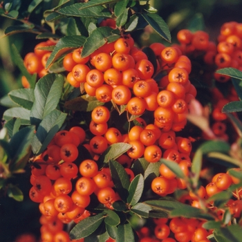 Pyracantha angustifolia 'Gnome®' (035732)