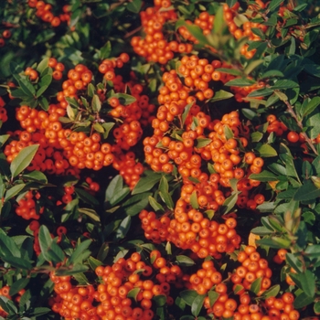 Pyracantha angustifolia 'Gnome®' (035733)