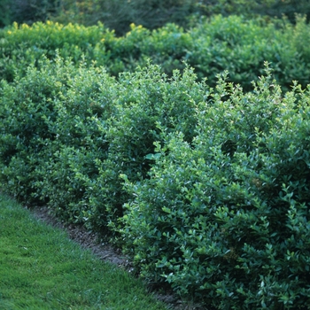 Pyracantha coccinea 'Lalandei' (035734)