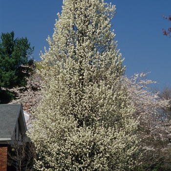 Pyrus calleryana '' (035735)