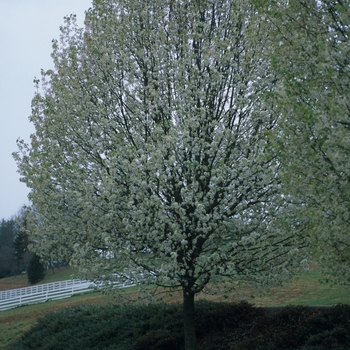 Pyrus calleryana '' (035736)