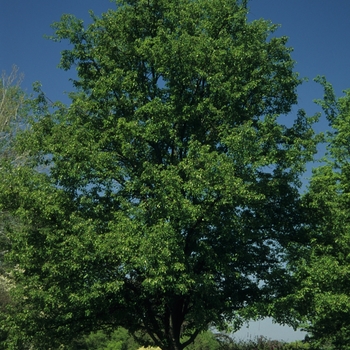 Pyrus calleryana 'Aristocrat' (035737)